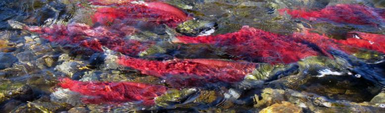 Spawning sockeye. Image courtesy of Government of Canada DFO site.